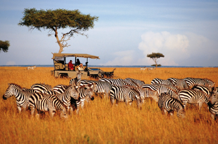 Extension - Parc de Serengeti 