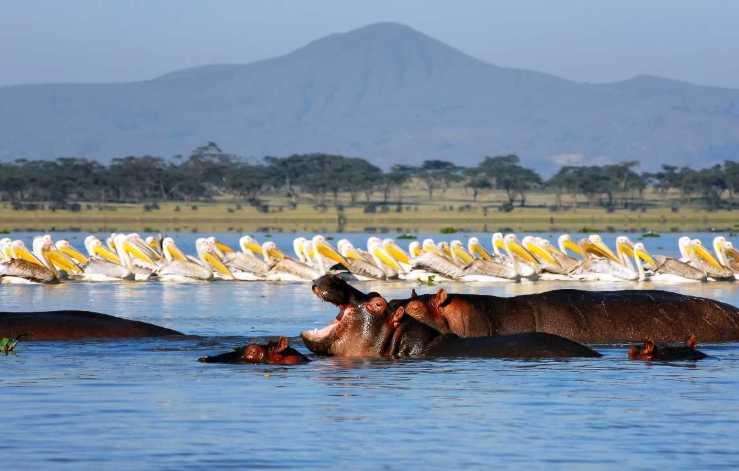 Splendeurs du Kenya 