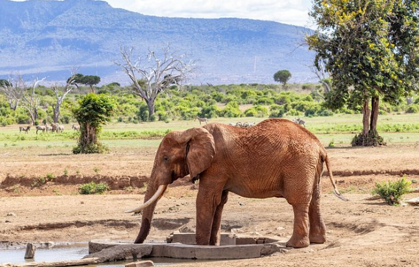 Découvertes - Parc de Tsavo 